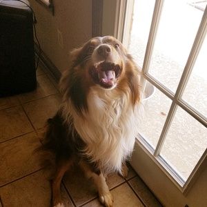 Meet your Posher, Abby